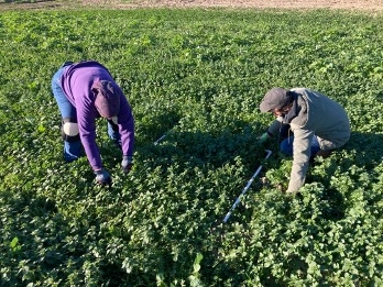 Liz Harper (Colusa RCD) and Gerry Hernandez (UCCE Colusa) collecting data in cover crop plots