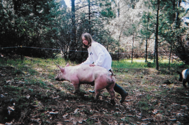 A girl walks alongside a large hog inside a grassy pen.