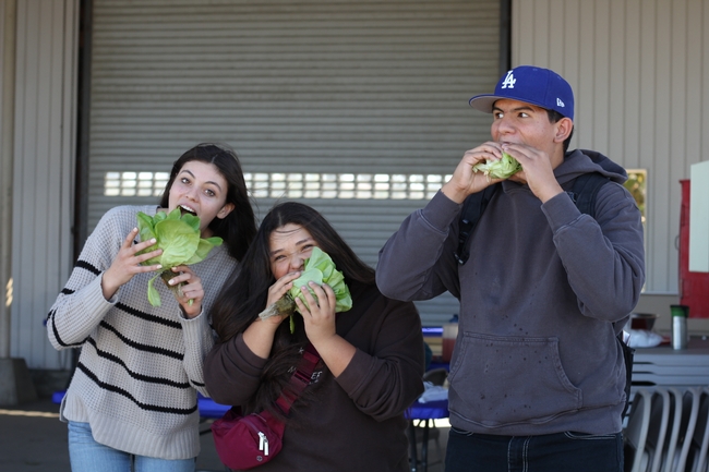 Students from Fullerton Joint Union High School, including Andres Martinez (right), snack on lettuce grown in hydroponics at the South Coast REC. Photo by Saoimanu Sope.