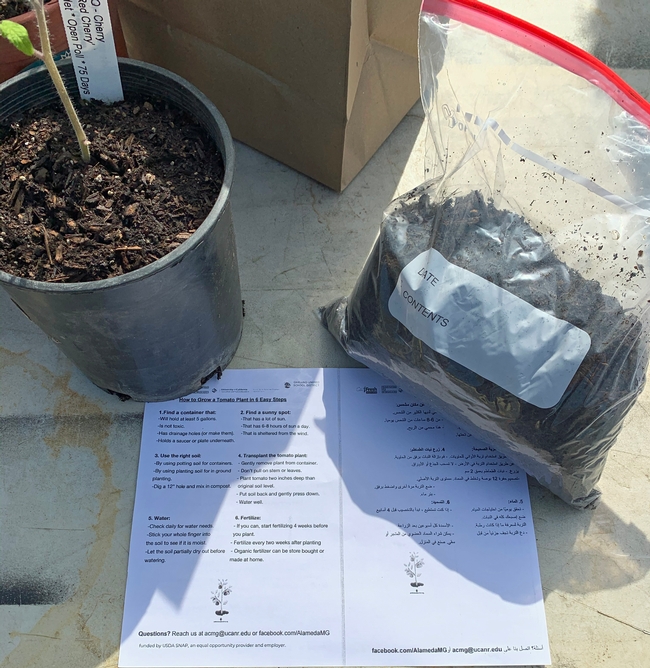 Each tomato seedling comes with planting instructions and a bag of compost.
