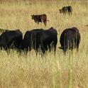 Cattle graze cover crops near Roscoe, South Dakota.