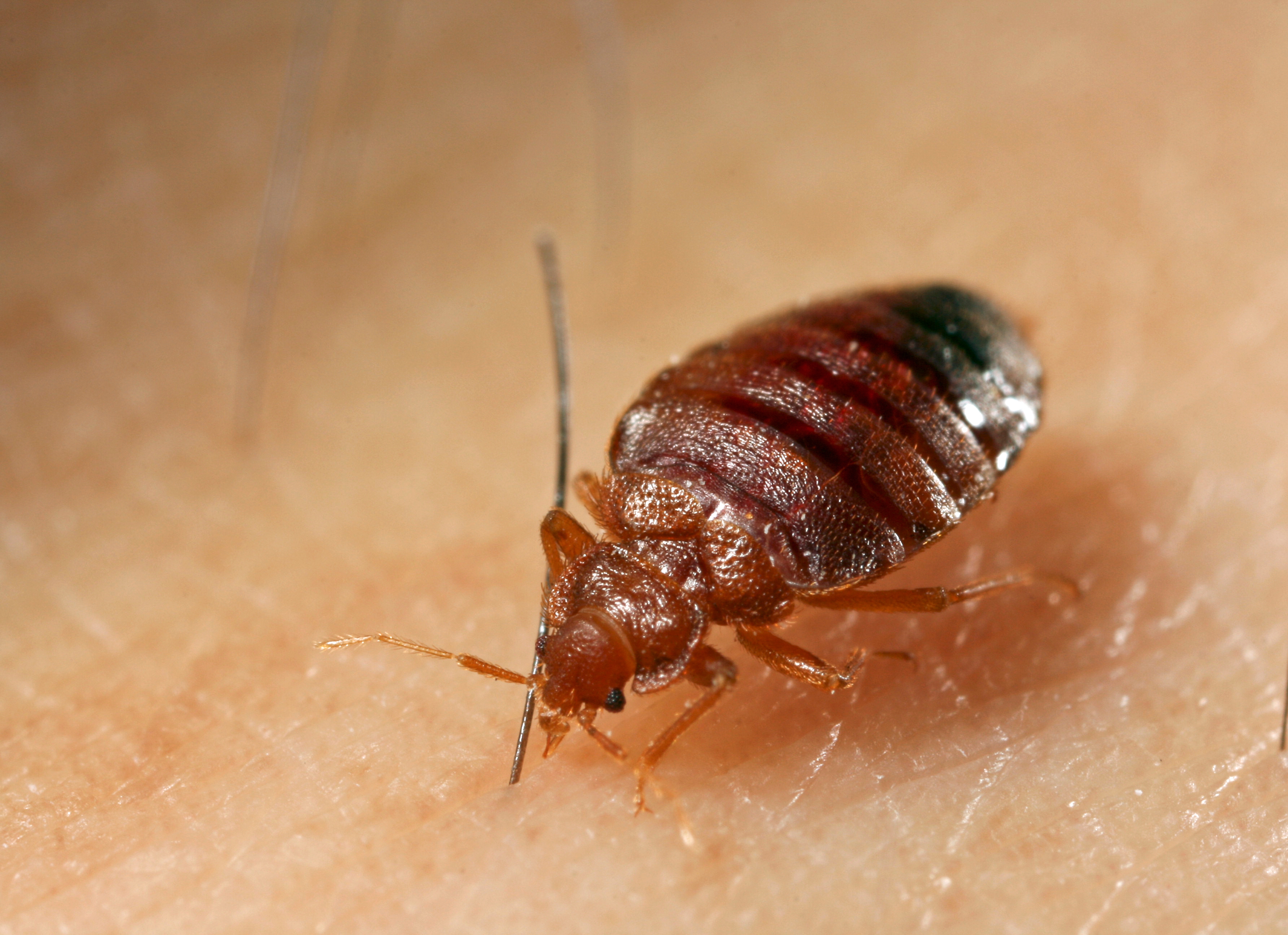 Posts Tagged: bed bugs - News & Information Outreach