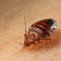 Adult bed bugs are oval, wingless, about 1/5 inch long, and rusty red or mahogany in color. Photo by Dong-Hwan Choe