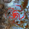 Scientists believe a red pinwheel painted in a Kern County cave by Native Americans depicts a Datura flower swirling open. (Photo: Rick Bury)