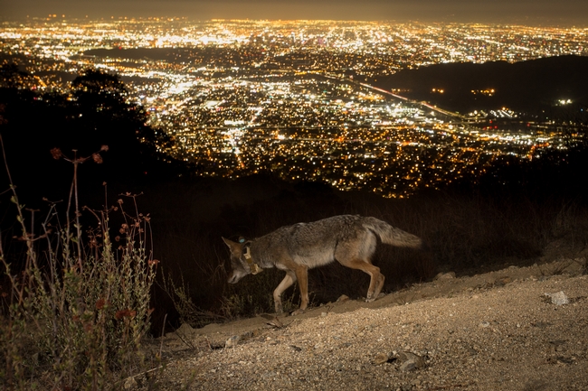 A coyote wearing a tracking collar looks out over downtown Los Angeles. Photo by Johanna Turner
