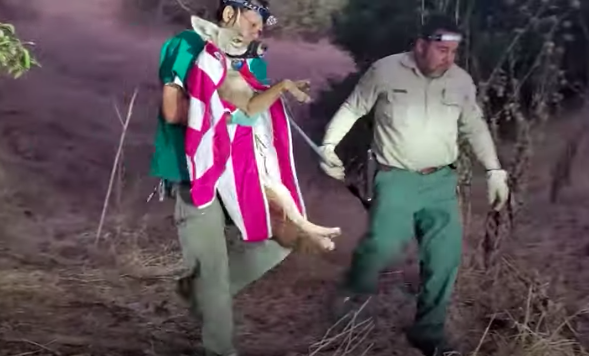 The coyote is held vertically, wrapped in a pink and white striped towel, feet dangling. The coyote is muzzled. The men walk on low light through brush.