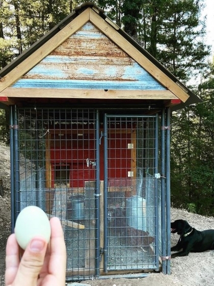 A white egg is held in a hand with a chicken coop in the background. A black dog lays beside the coop.
