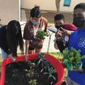Students at Villegas Middle School in Riverside plant a wheelbarrow garden as part of a class in partnership with CalFresh Healthy Living, UCCE Riverside County. Photo by Daisy Valdez