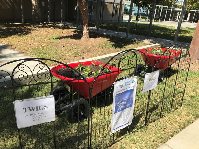 Two wheelbarrows planted with plants on the Villegas campus