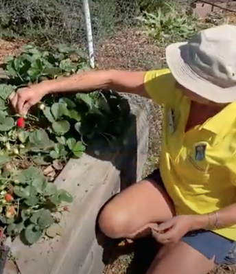 Master Gardeners go digital, cultivate community online