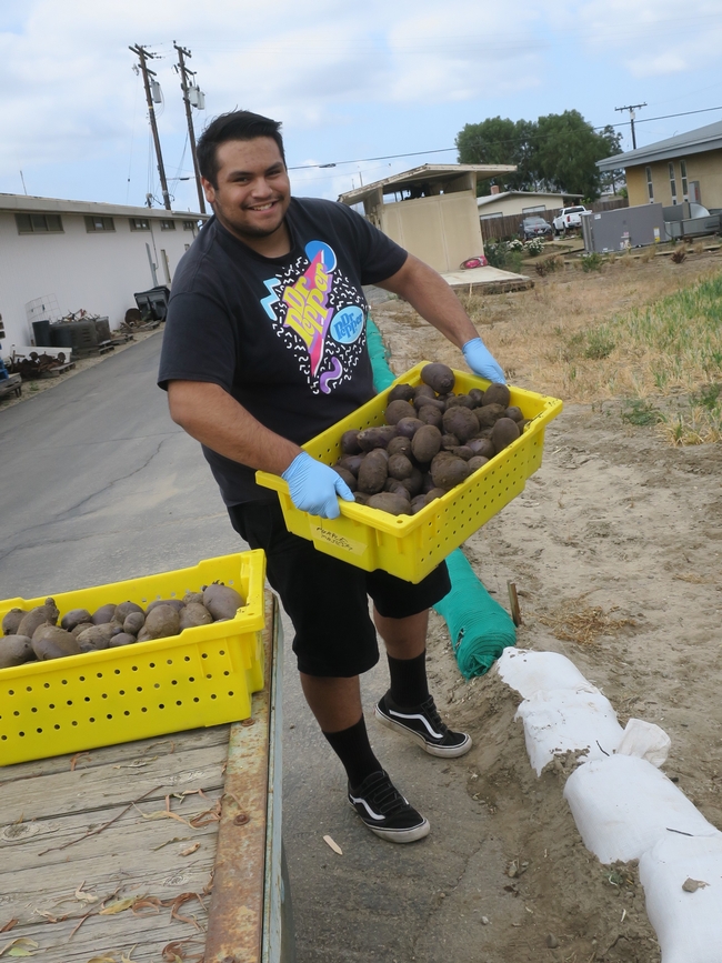 A student smiles with a crate of potatoes