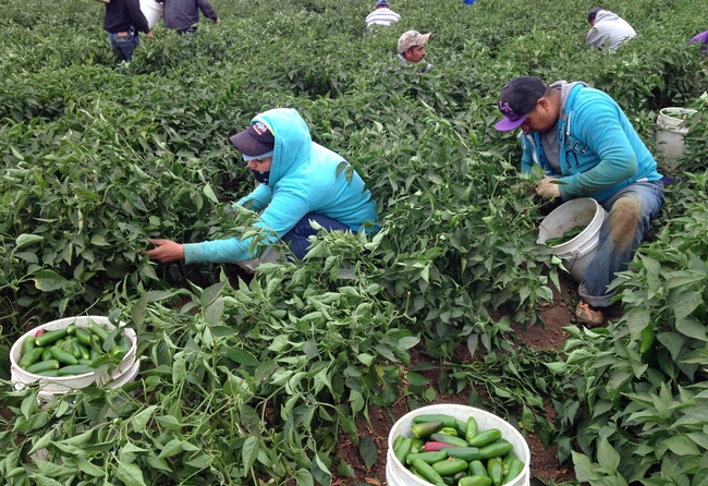 Farmworkers pick jalapeno peppers.