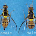 Oriental fruit fly adults. Note the pointed ovipositor at the base of the abdomen on the female specimen. Photo by CDFA.