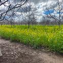 Mustard blend cover crop stand in a walnut orchard in March.