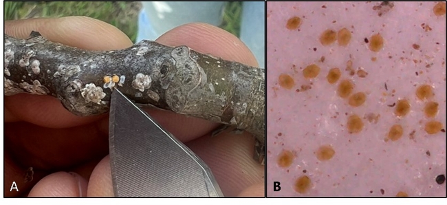 Figure 1. Adult walnut scale insects are protected under a daisy-shaped waxy coating (A). Crawlers (B) hatch from eggs in late-April-early May.
