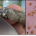 Figure 1. Adult walnut scale insects are protected under a daisy-shaped waxy coating (A). Crawlers (B) hatch from eggs in late-April-early May.