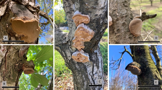 Figure 2. Fruiting body of Phellinus pomaceus. Characteristic association with pruning wounds shown in A, B, D, E. Scale bars 10 cm