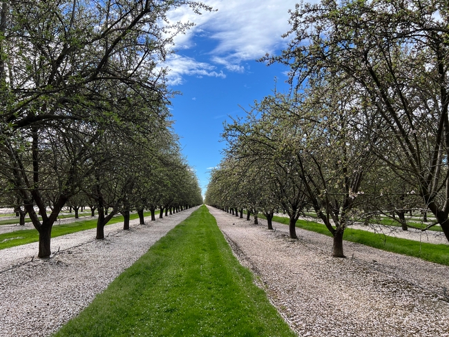Affected orchards appear healthy.