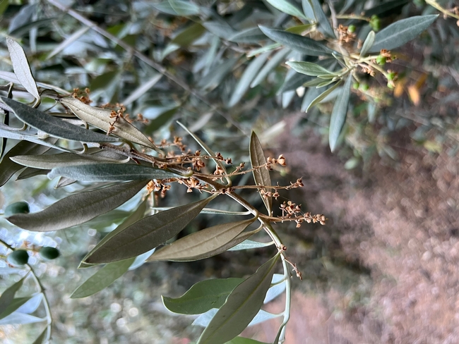 Figure 1. Application of NAA at full bloom to one side of the tree eliminates fruit set on the treated surface allowing for fruit development on the untreated side of the canopy.