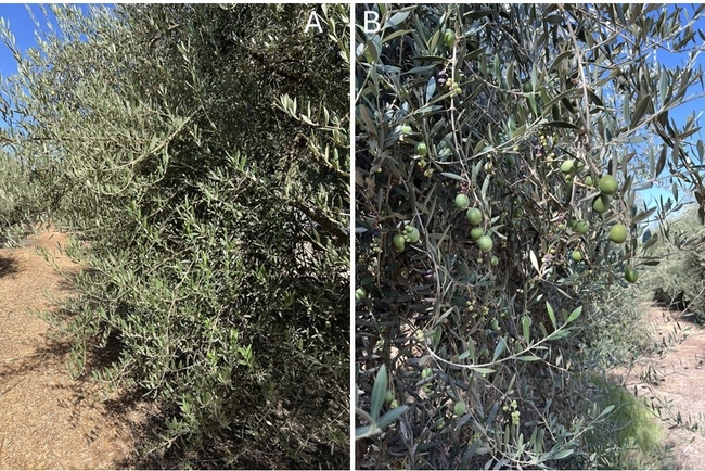 Figure 2. Eliminating crop on one side of the tree promotes extensive vegetative growth (A). Fruit is then borne on the untreated side of the tree (B) in the current season. The non-bearing side of the tree (A) will support the formation of flower buds that will give rise to inflorescences the following year.