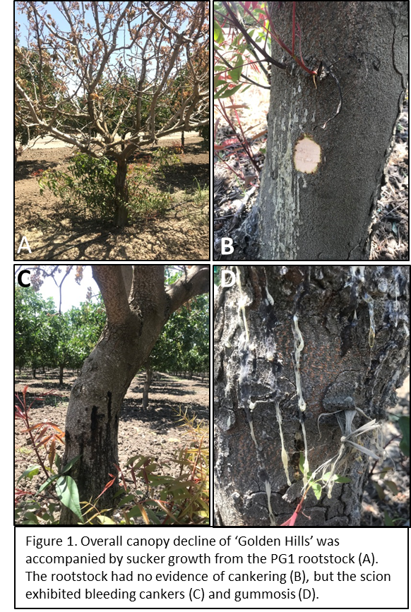 Figure for Phytophthora article