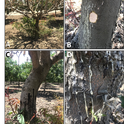 Figure for Phytophthora article