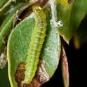 LBAM larva. photo by JK Clark, courtesy of UCIPM©UC Regents