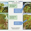 Red Blotch vs. Leafroll, from NCPN-Grapes Fact Sheet