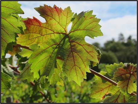 Red blotch and red veins on a leaf of Cabernet Franc grapevine (Grapevine Red Blotch Brochure, November 2012)