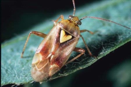 Lygus bug adult