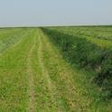 Uncut alfalfa strips are important insect habitats.
