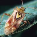 Lygus bug adult