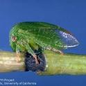 The 3 cornered alfalfa treehopper has been shown to transmit Red Blotch virus in greenhouse tests.