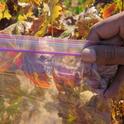 A bag of red grapevine leaves: could this be red blotch virus?