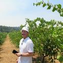 Prof. Vittorino Novello in a foothill vineyard.