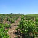 This zinfandel vineyard was planted in 1923 and is declining from Phylloxera.