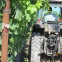 This tractor has a mechanical leafer mounted in the front-you can see the leaf removal at the fruit zone.