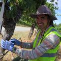 Marcelo Bustamante is seeking microbial biocontrol agents to thwart grapevine canker disease.
