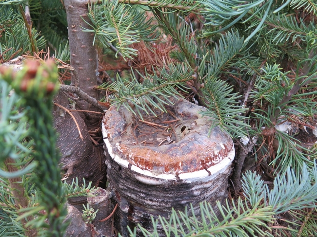 A stump of a cut Christmas tree that is painted and regrowing sap.