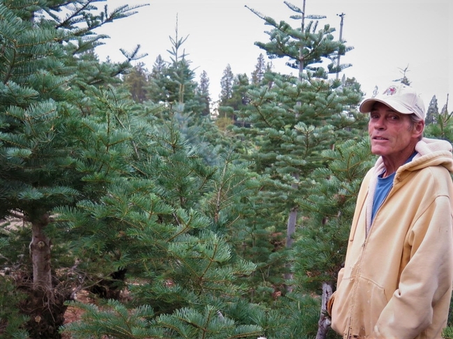 A man standing in a Christmas tree orchard.