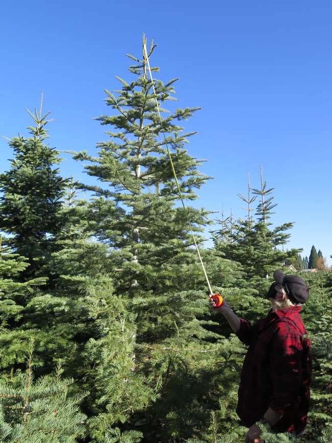 A man with a tape measurer measuring the height of a christmas tree on a farm.