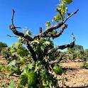 Zinfandel with fall frost damage to buds failed to push.  This appeared severe in vineyards with low irrigation or dry-farmed and/or on rootstock 110R.
