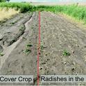 Erosion comparison, control on the left, cover crop on the right.