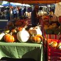 Fall winter squash