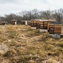 bee hives in field