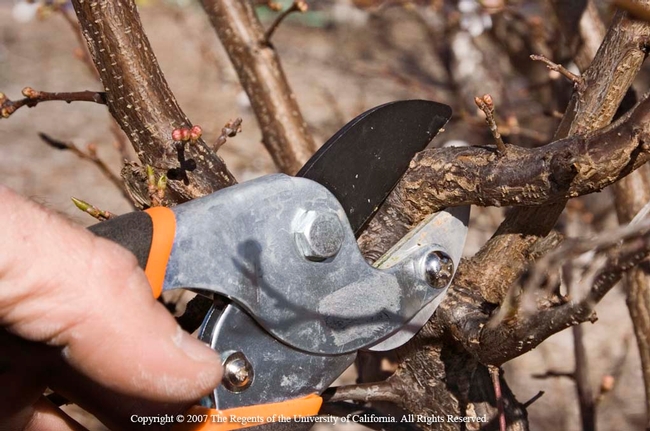 Sharpened and sanitized pruners and other tools can decrease the chance of spreading disease.