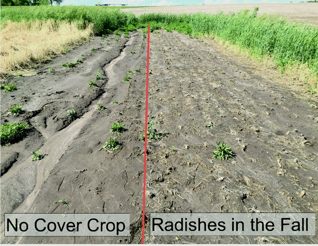 Erosion comparison, control on the left, cover crop on the right.
