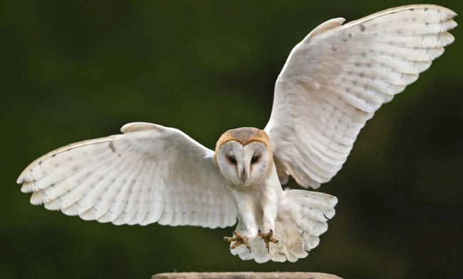 Barn owl flying.