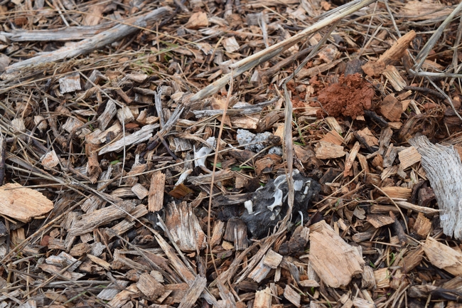Owl pellet found under barn owl box at Dinner Bell Farm.