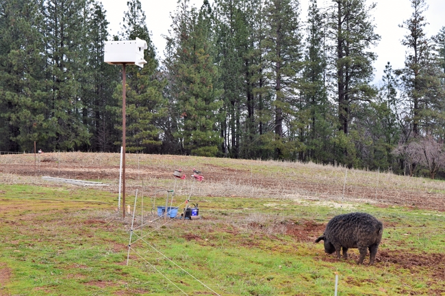 Artificial nesting site installed near forage and orchard cropping system at Dinner Bell Farm.